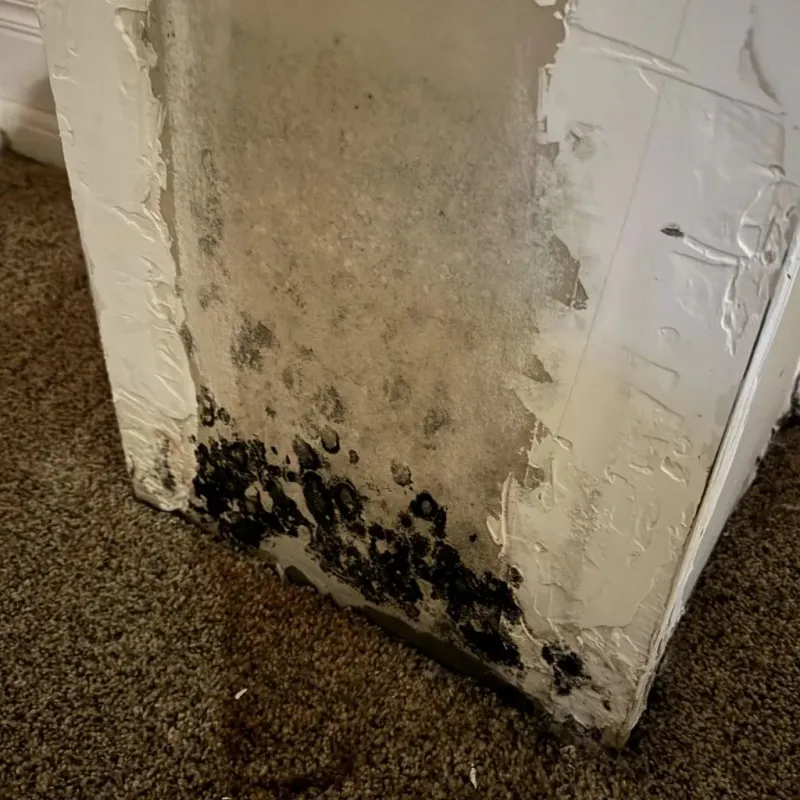 Professional Mold Removal in Clarkston, MI